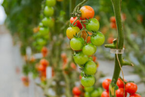 Hydroponics Growing 10