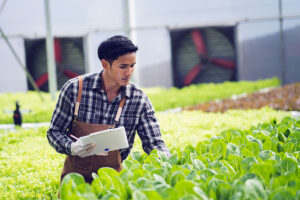 Hydroponics Growing 9
