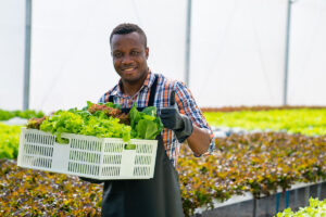 Hydroponics Growing 7