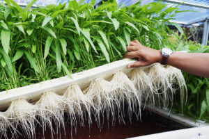 Hydroponics Growing 5