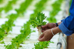 Hydroponics Growing 4